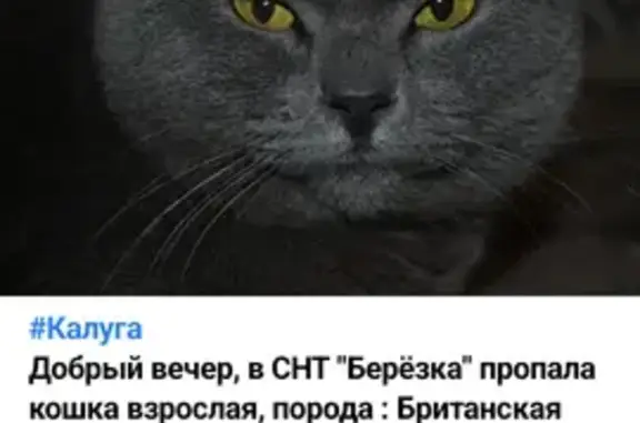 Пропала кошка, Лесная ул. 14, Тихонова