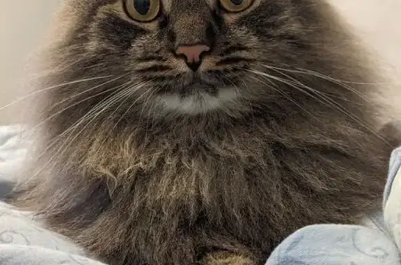 Пропала кошка, Первомайская 8, Н. Ломов