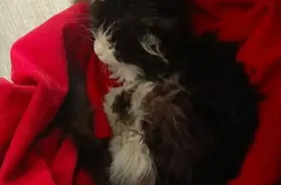 Кошка найдена на Блюхера, 7, Нижний Новгород