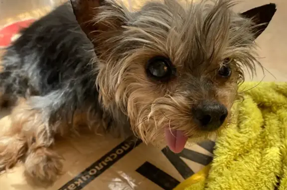 Йоркширский терьер найден: Хвойный пер., 12Б