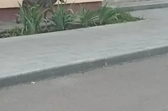 Курцхар найден: ул. Мясникова, 1, Пенза