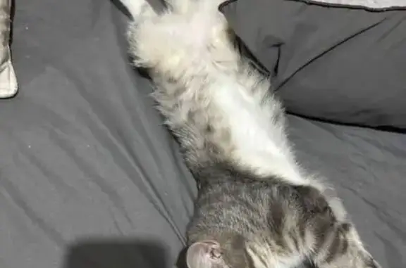 Кошки потеряшки, Новокузнецк, фото: Потеряшка кошка, Олимпийская ул. 22, Новокузнецк