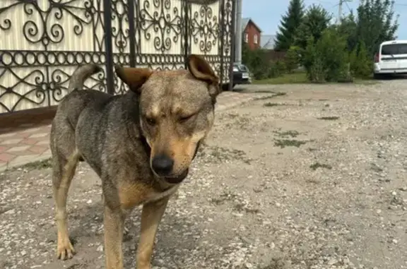 Найдена собака, Чистополь, фото: Собака найдена: ул. Мира, 6Б, Чистополь