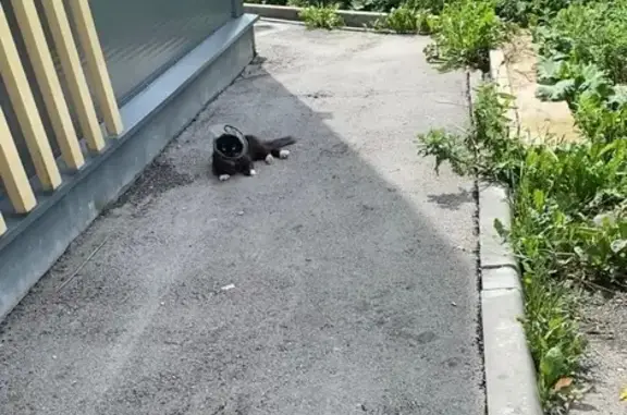 Кошка найдена: Маслово, 70К-246, 1А