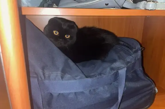 Кошки потеряшки, Зеленоградский муниципальный округ, фото: Потеряшка кошка, Куршский велотракт, 5