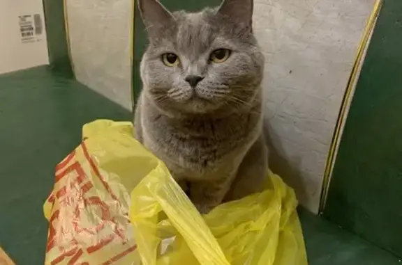 Кошки потеряшки, Иркутск, фото: Потеряшка кошка, Ярославского 368, Иркутск