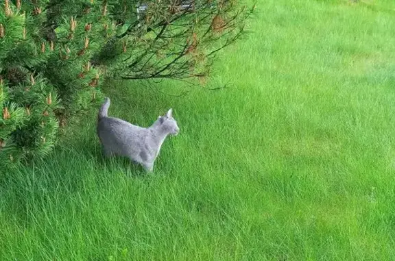 Кошки потеряшки, Куйвози-2 Снт, фото: Потеряшка кошка, Автоколонная ул., Куйвози