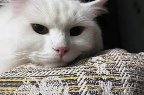 Кошки потеряшки, Волгодонск, фото: Потеряшка белая кошка, Дзержинского 1, Волгодонск