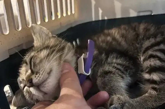 Найдена кошка, Новокузнецк, фото: Кошка найдена: пр. Дружбы, 55, Новокузнецк