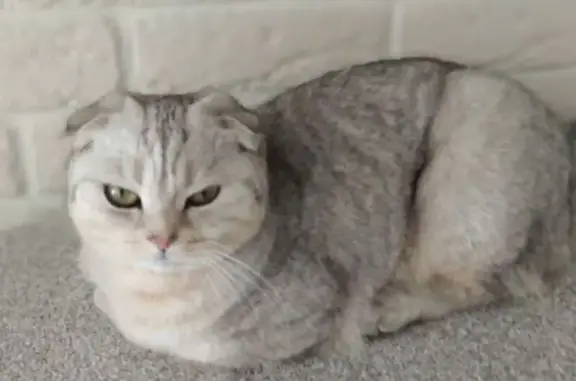 Пропала кошка, Рыбаки, МО