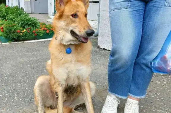 Найдена собака, ул. Яковлева, 15, Омск