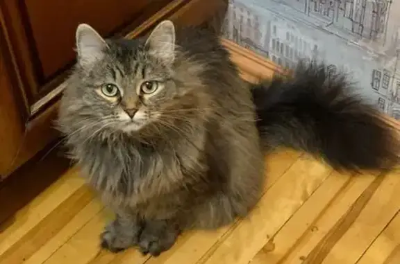 Пропала кошка, ул. Онуфриева, 14, Екб