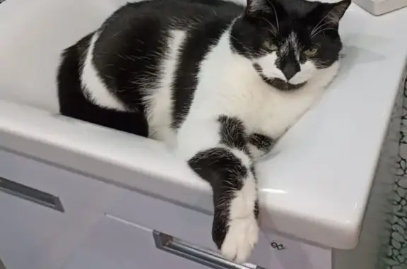 Объявления о пропавших и найденных животных, Балашов, фото: Пропала кошка, Овражная 36, Балашов