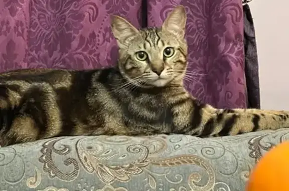 Пропал бенгальский кот, Цветочная ул.