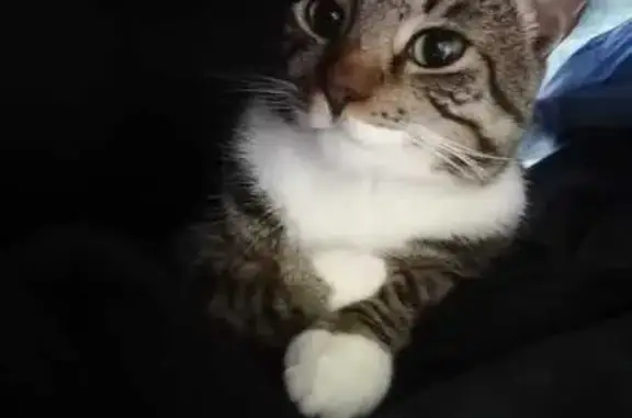 Кошки потеряшки, , фото: Потеряшка кошка, Лиственная ул., 3