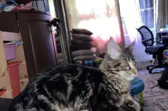 Кошки потеряшки, Мещовск, фото: Потеряшка кошка, Первомайская 5, Мещовск