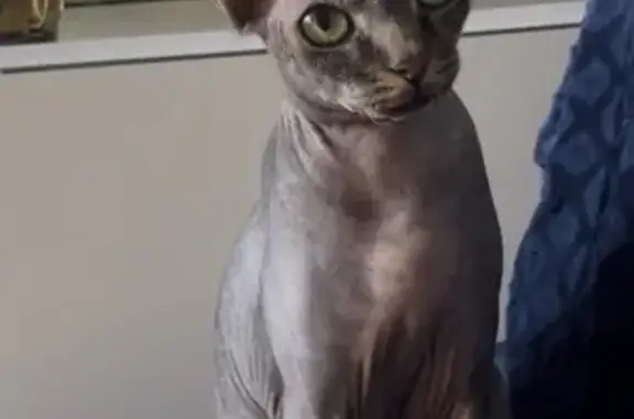 Потерянные животные Краснодар, фото: Пропала кошка, ул. Покрышкина 2/2, Крдр.