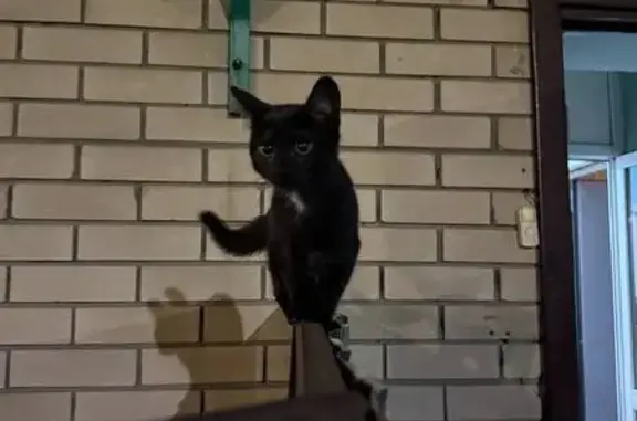 Найдена кошка, Набережные Челны, фото: Черная кошка найдена, Набережные Челны