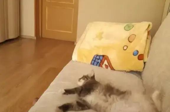 Серая кошка найдена у Тамбасова, 28