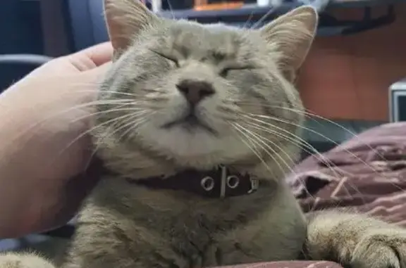 Кошки потеряшки, муниципальный округ Анапа, фото: Потеряшка кот, Деревянная лестница, Краснодар