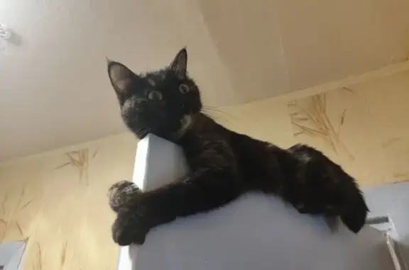 Пропала кошка, Будённого, Глазов