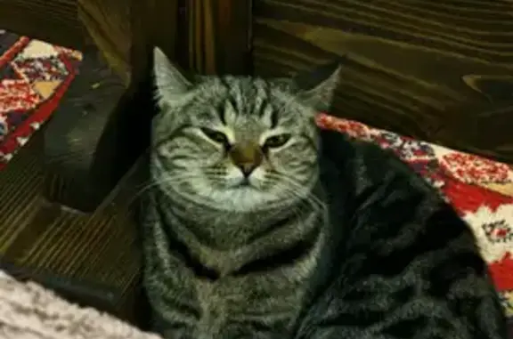 Кошки потеряшки, Рассказово, фото: Потеряшка кошка, Дачная 98, Рассказово