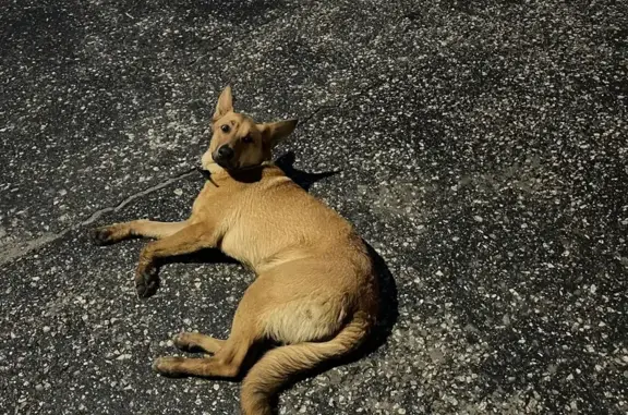 Найдена собака, Владимир, фото: Собака найдена: 2-я Кольцевая, 70, Владимир