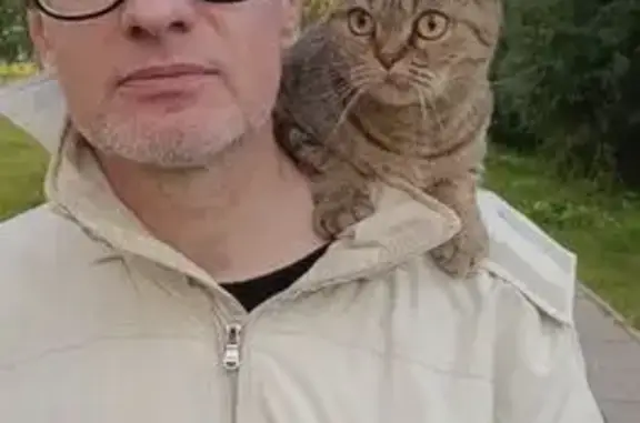 Кошки потеряшки, Северодвинск, фото: Потеряшка кошка на Яграх, набережная Зрячева