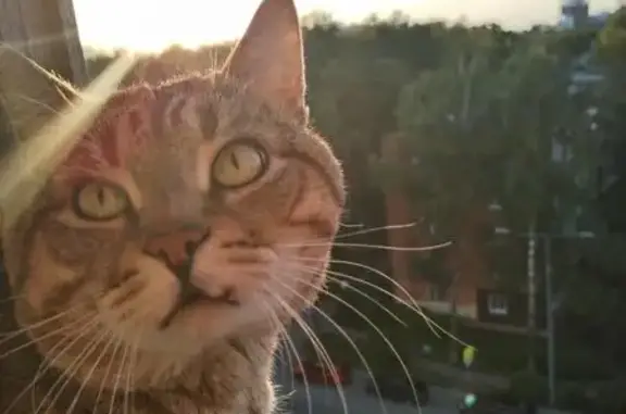 Кошки потеряшки, Ефремов, фото: Потеряшка кошка, ул. Землянского, 17, Ефремов