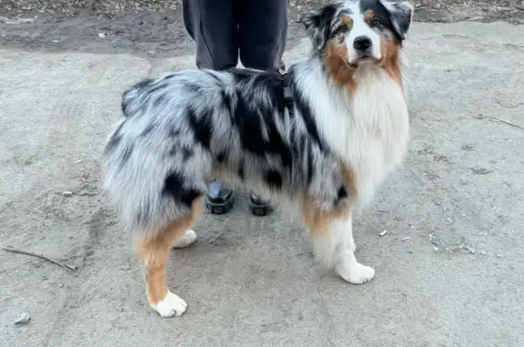 Собаки потеряшки, Самара, фото: Потеряшка собака Арчи, Ново-Садовая 355