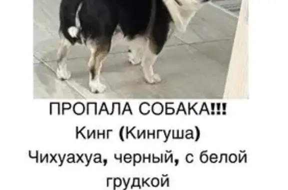 Пропала собака, Совьяки, Калужская обл.