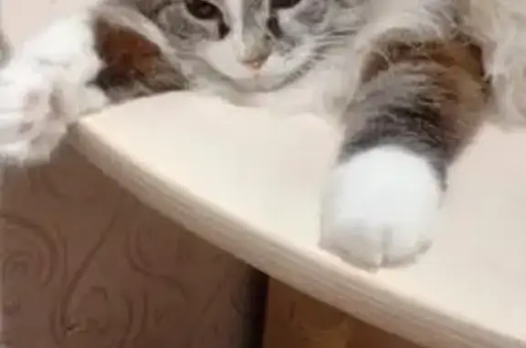 Кошки потеряшки, Йошкар-Ола, фото: Потеряшка кошка, ул. Машиностроителей 44А