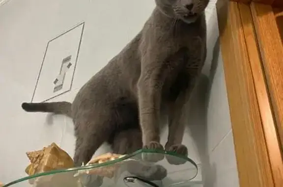 Кошки потеряшки, Куйвози-2 Снт, фото: Потеряшка кошка, Куйвози, ул. Автоколонная