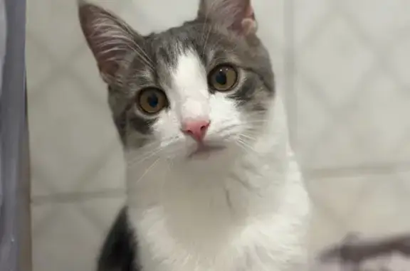 Кошки потеряшки, Киров, фото: Потеряшка кошка, Морозовская 49, Киров