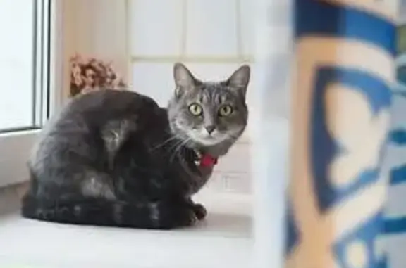 Кошки потеряшки, Кривле-Илюшкино, фото: Потеряшка кошка по адресу ул. 70 лет Октября, 26