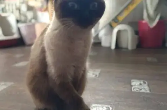 Кошка найдена на Производственной 25, Киров