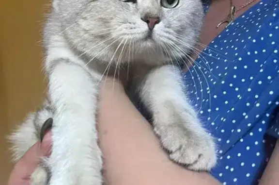 Крупный кот найден на ул. 40 лет Победы, 139