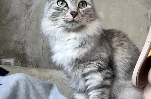 Кошки потеряшки, Братск, фото: Потеряшка кошка, ул. 40 лет Победы, 12