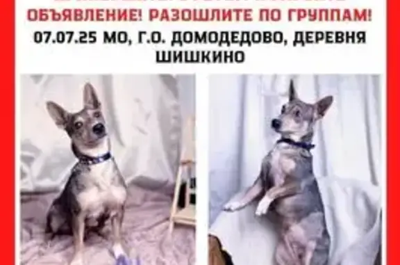 Пропала собака Рози, Шишкино, Домодедово