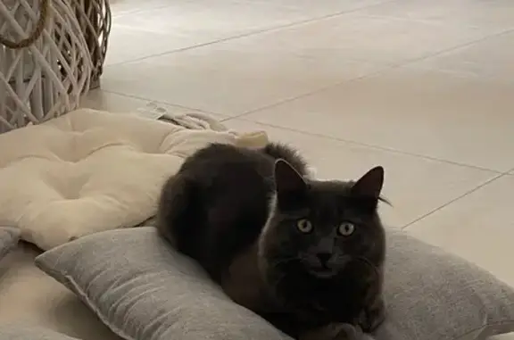 Кошки потеряшки, Мысхако, фото: Потеряшка кошка, ул. Ленина, 73, Мысхако