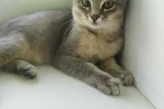 Найдена кошка, Буинск, фото: Кошка найдена, Нагорный пер. 1А, Буинск