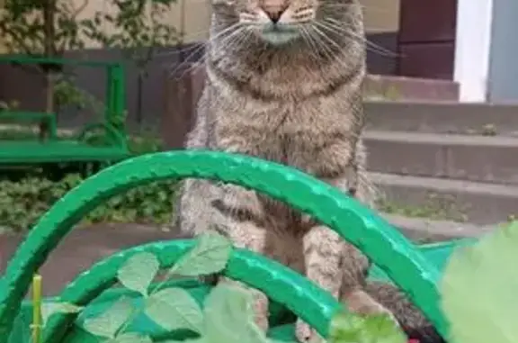 Кошка найдена на ул. Гагарина, 103/1