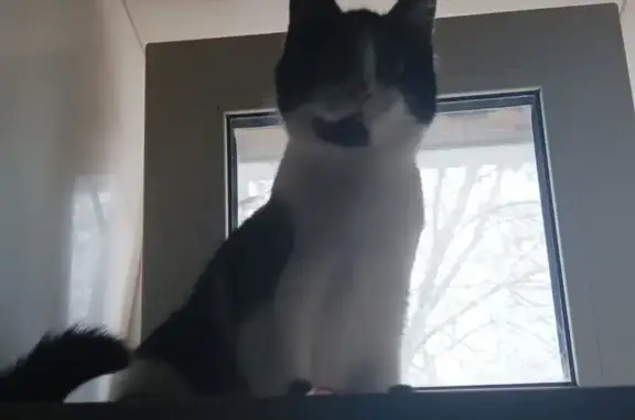 Пропала кошка, ул. 8 Марта, 14, Челябинск