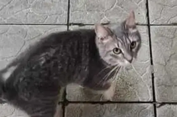 Найдена кошка, , фото: Серая кошка найдена, ул. Горького 99, Тверь