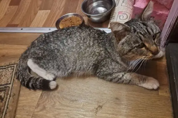 Кошка найдена: Южнобутовская 47, Москва