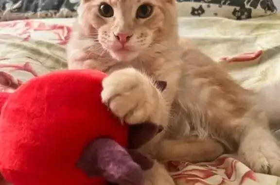 Кошки потеряшки, Новомичуринск, фото: Потеряшка кошка, Смирягина 4, Новомичуринск