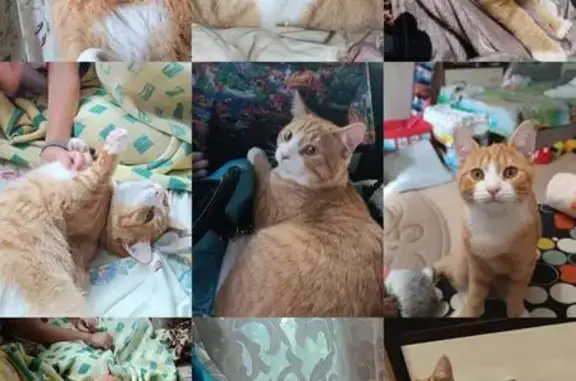 Кошки потеряшки, , фото: Потеряшка рыжий котик, Лесная ул., 1, Киржач