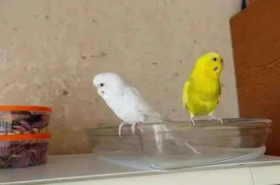 Потерянные животные Минск, фото: Пропала птица, Брестская ул. 65, Минск