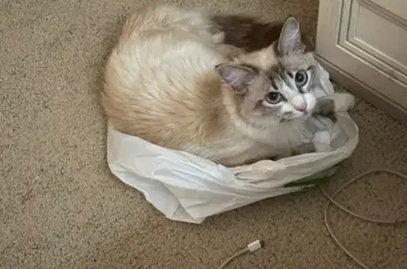 Пропала кошка, ул. Кирова 121, Брюховецкая