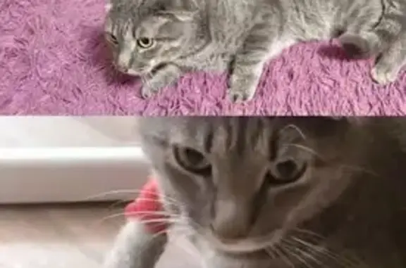 Кошки потеряшки, Александровское, фото: Потеряшка серый кот, ул. Калинина, 318